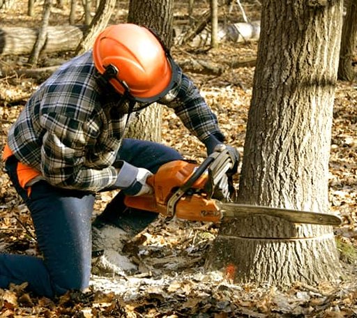 Tree Removal in Climax, GA